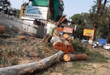 Sahastradhara Road lost more than 2000 trees for road widening work 768x768 1