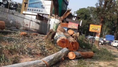 Sahastradhara Road lost more than 2000 trees for road widening work 768x768 1