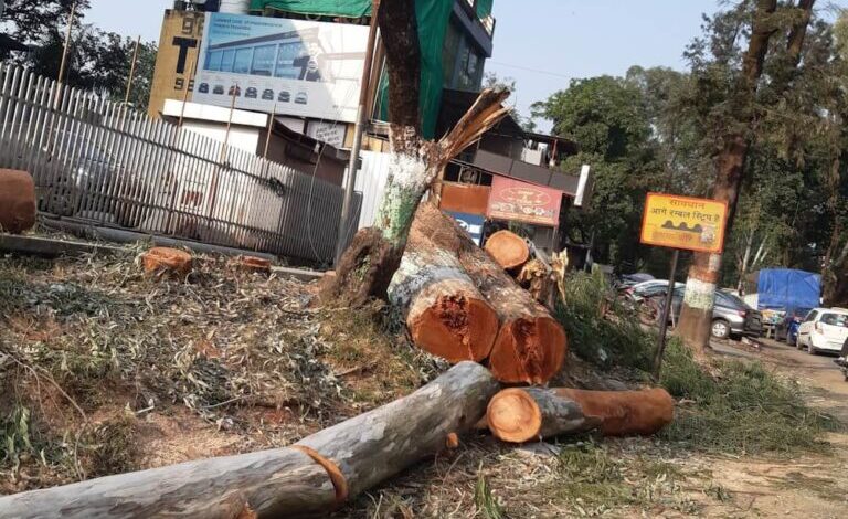 Sahastradhara Road lost more than 2000 trees for road widening work 768x768 1